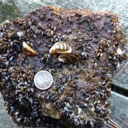 Invasive Mussels