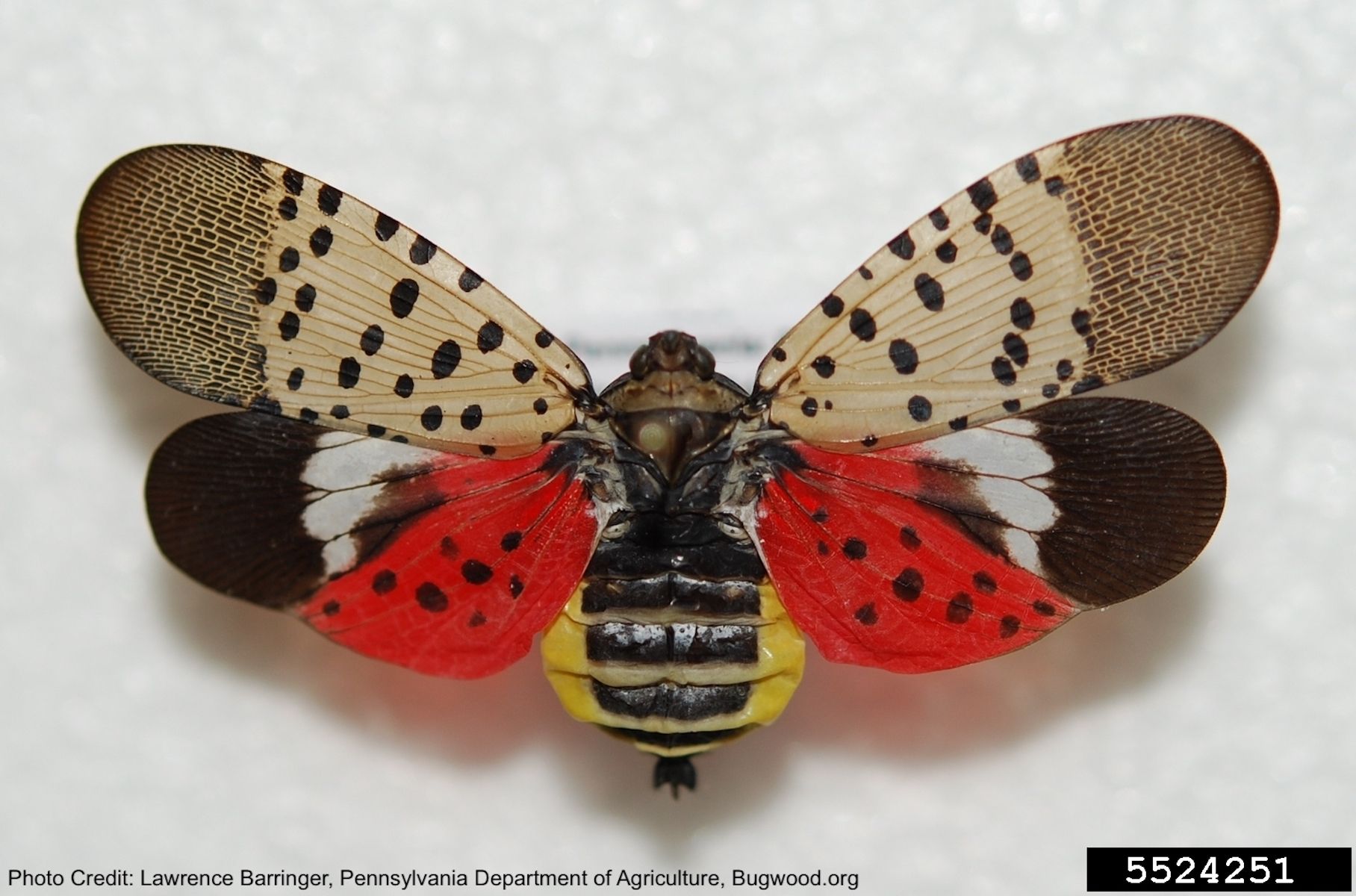 Spotted lanternfly, Lycorma delicatula, invasive species  