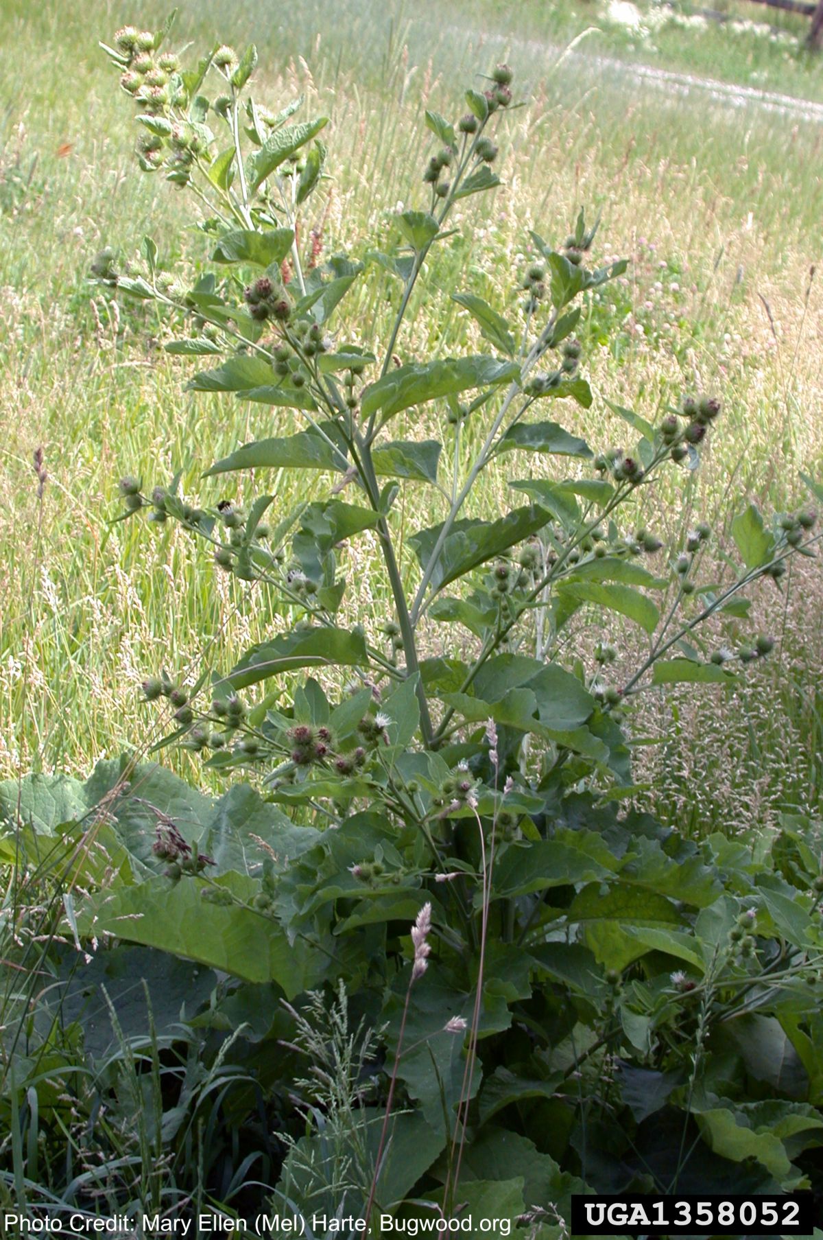 Burdock Species, Arctium Species, invasive plant