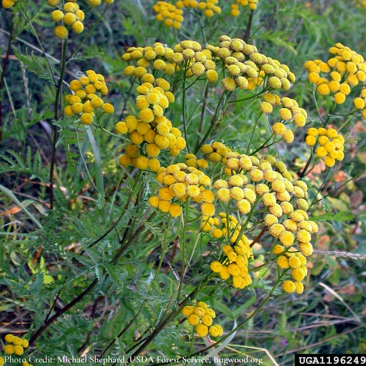 Photo Credit: Michael Shephard, USDA Forest Service, Bugwood.org
Common Tansy, Tanacetum vulgare L., invasive plant