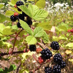 Himalayan Blackberry (Rubus armeniacus or R. discolor)