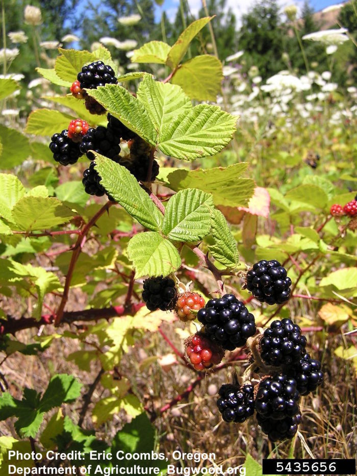 Himalayan Blackberry, Rubus armeniacus, invasive plant