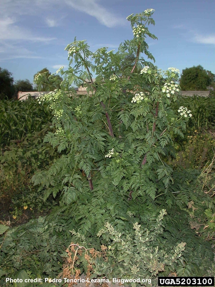 Poison Hemlock, Invasive plant, toxic