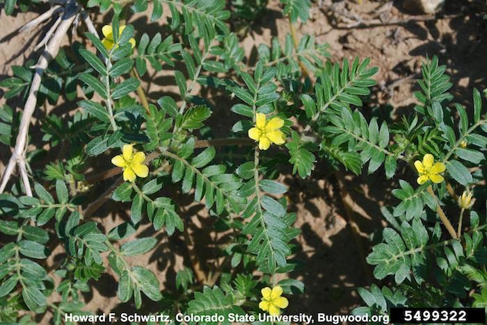 Puncturevine, Tribulus terrestris L., invasive plant