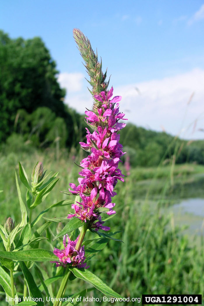 Purple Loosestrife Lillooet Regional Invasive Species Society