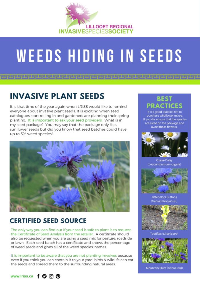 Weeds Hiding In Seeds