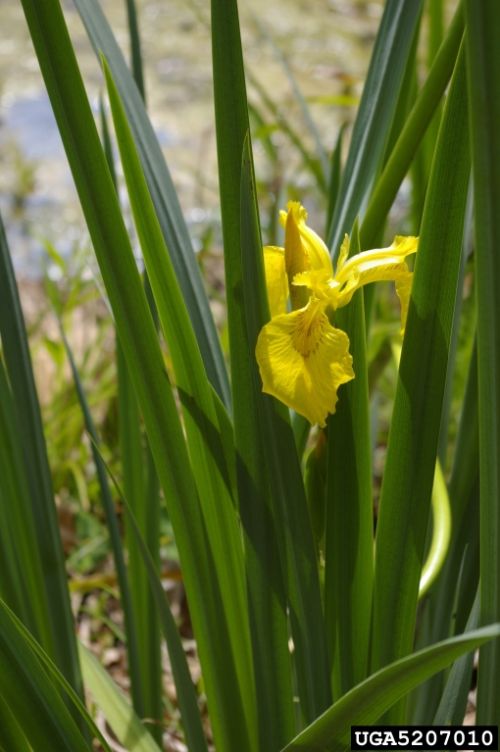 Yellow Flag Iris, Iris pseudacorus, invasive plant